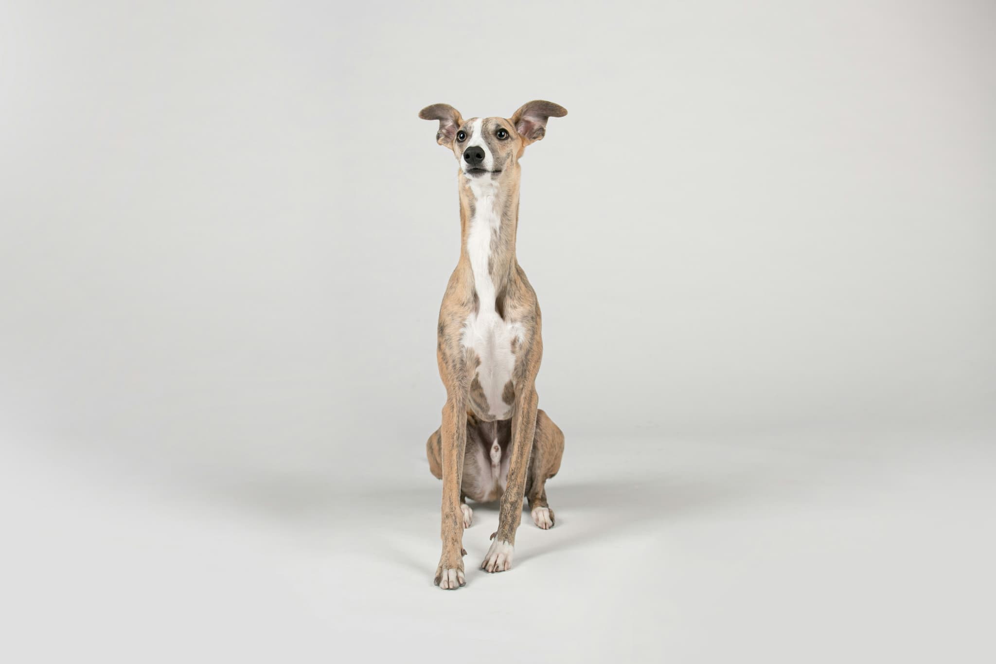 Whippet