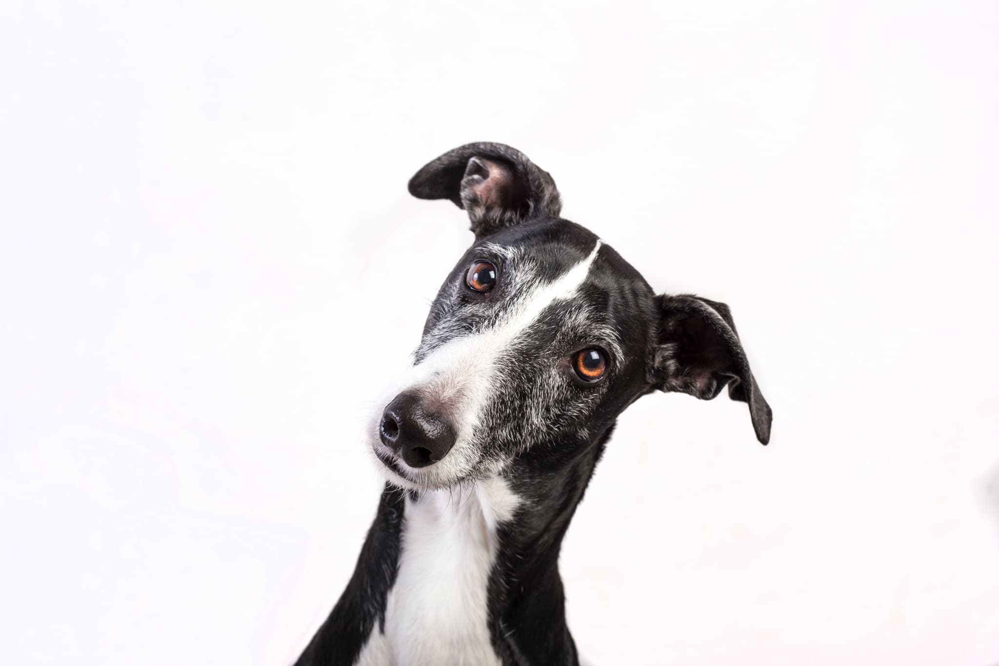 Greyhound