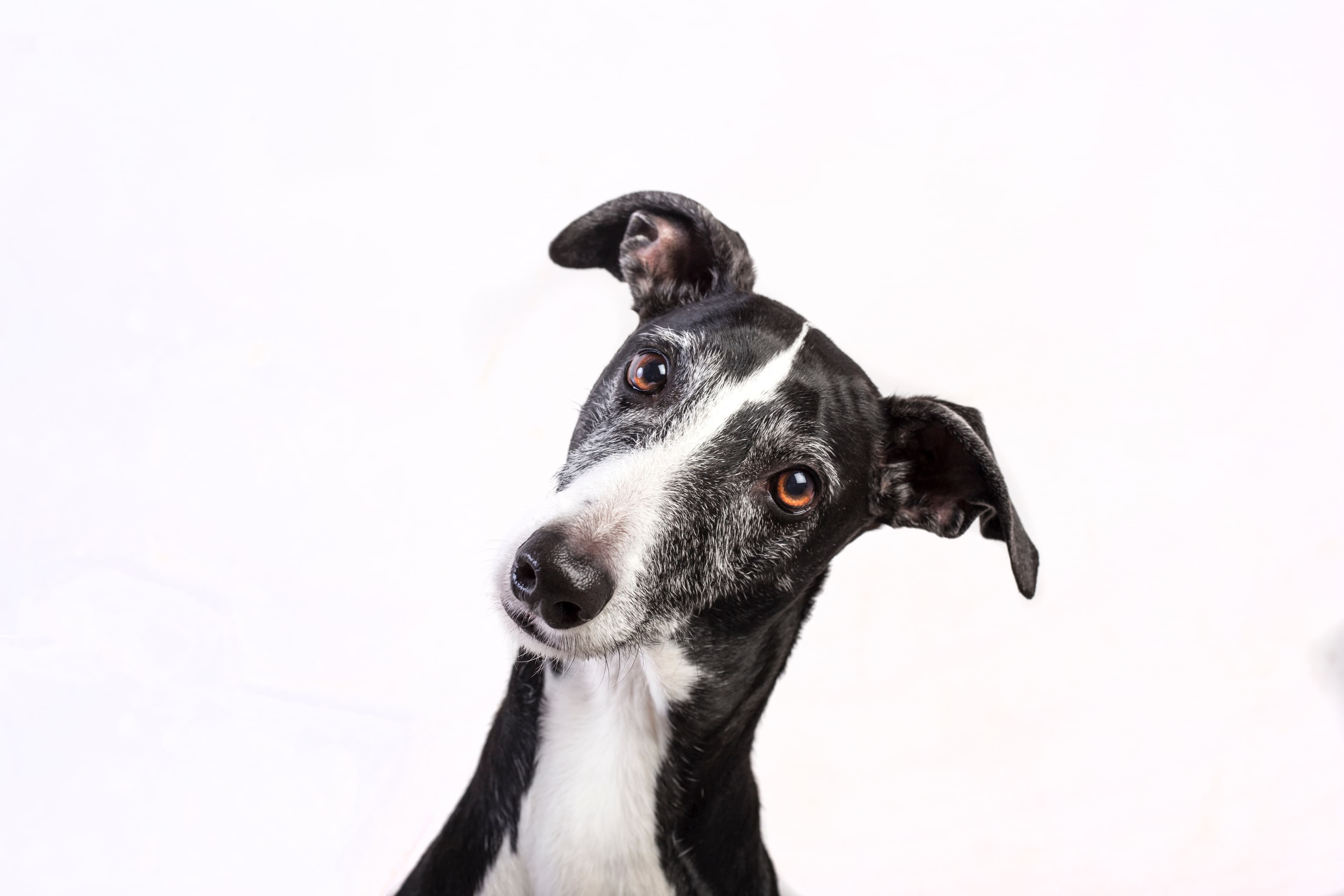Greyhound