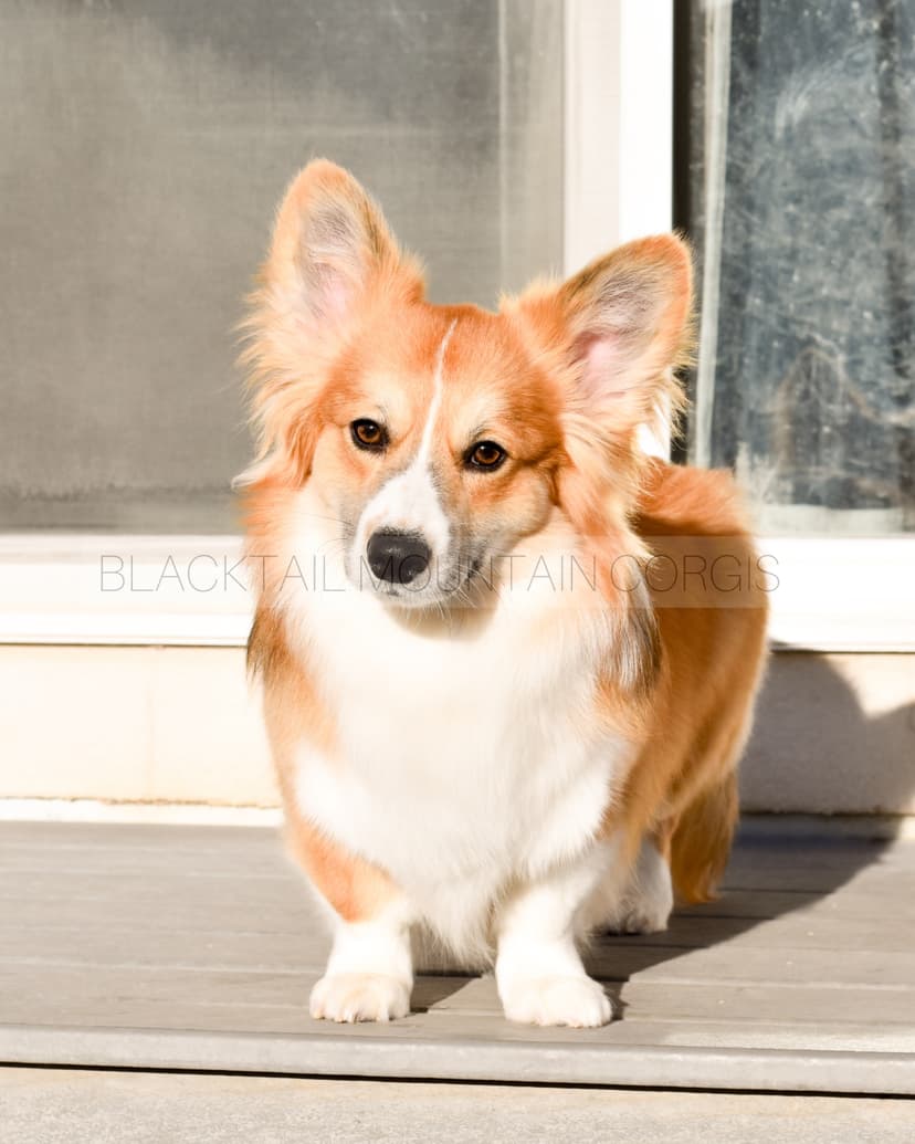 Juno