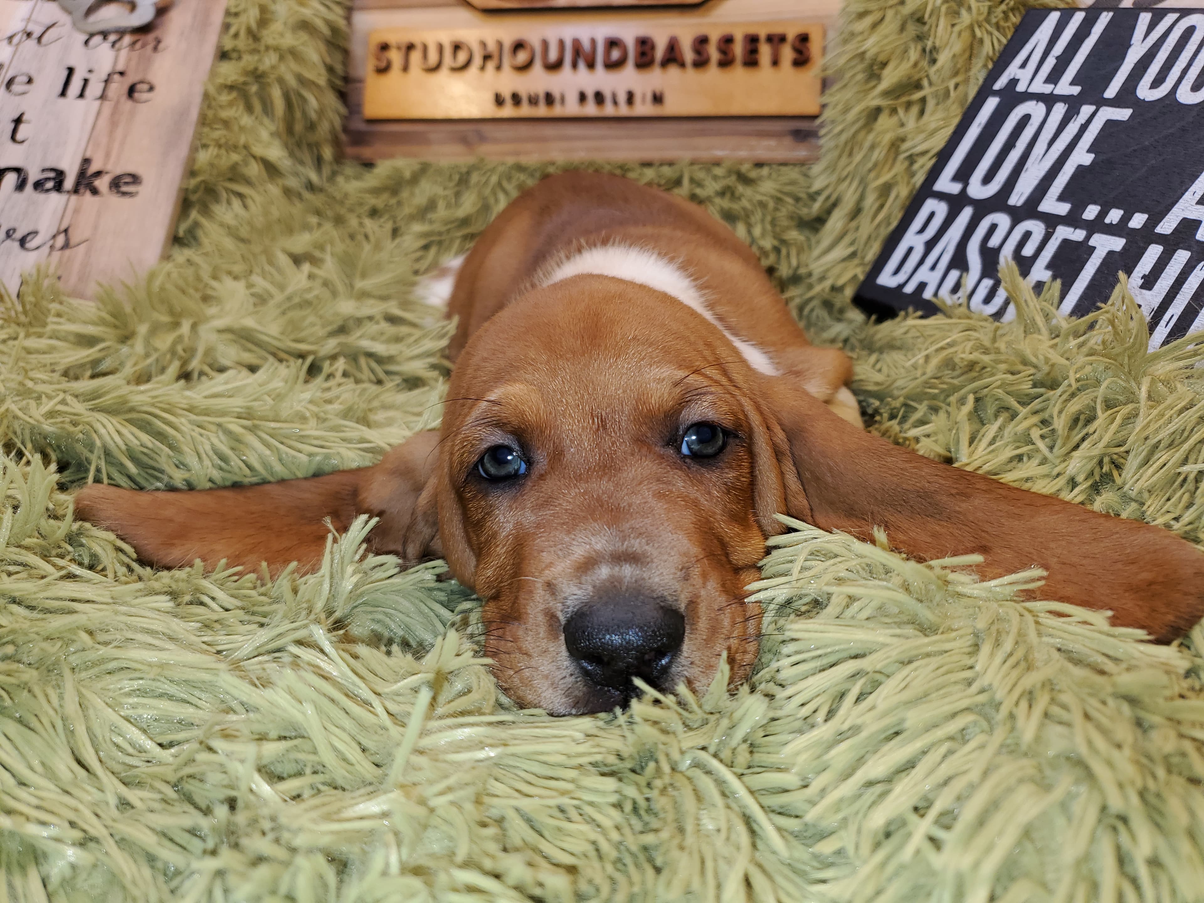 Stud Hound Bassets cover