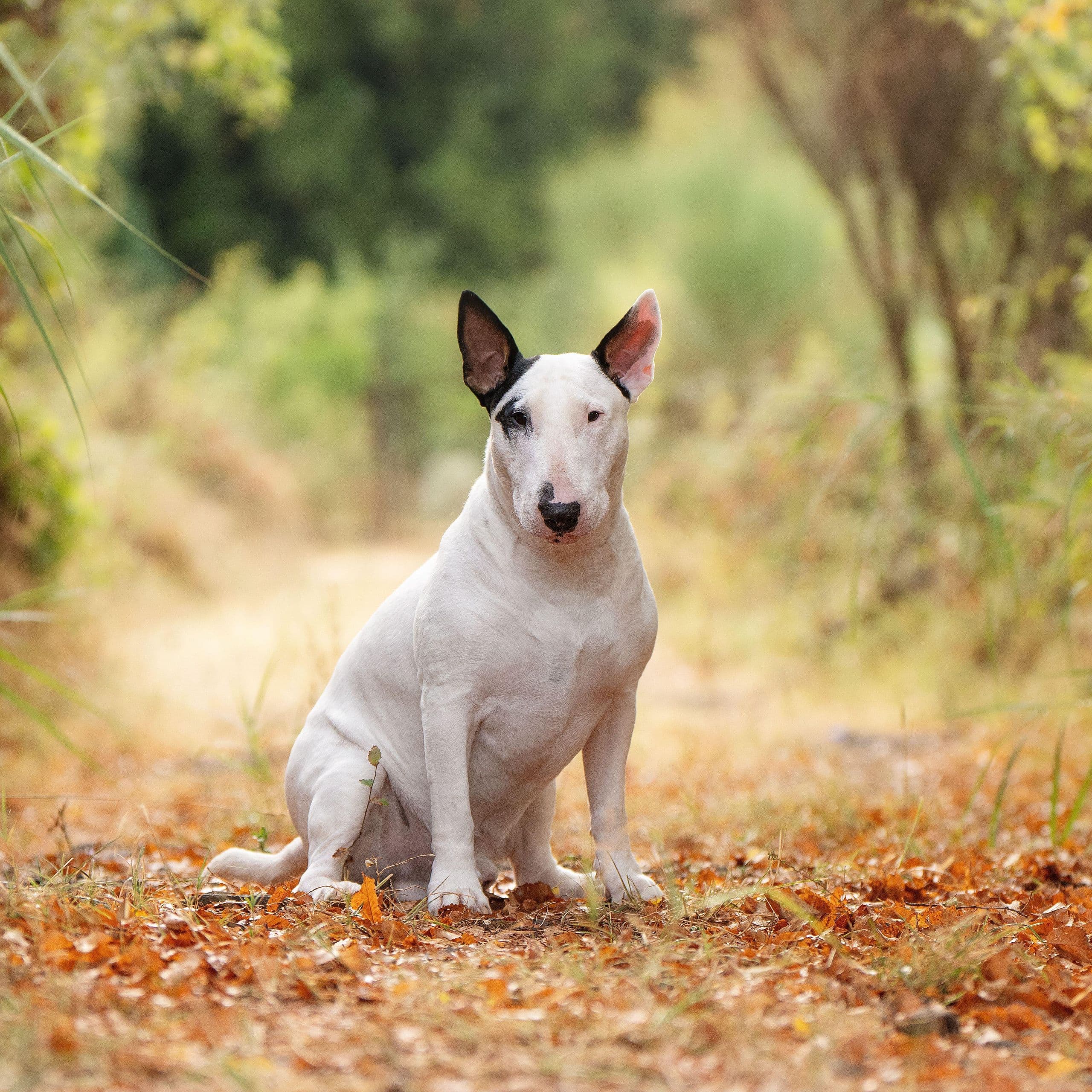 Bull Terrier