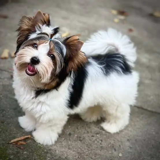 Biewer Terrier