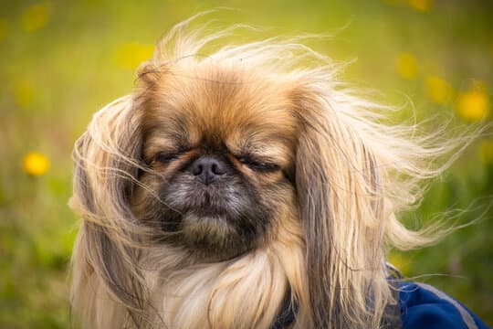 Pekingese