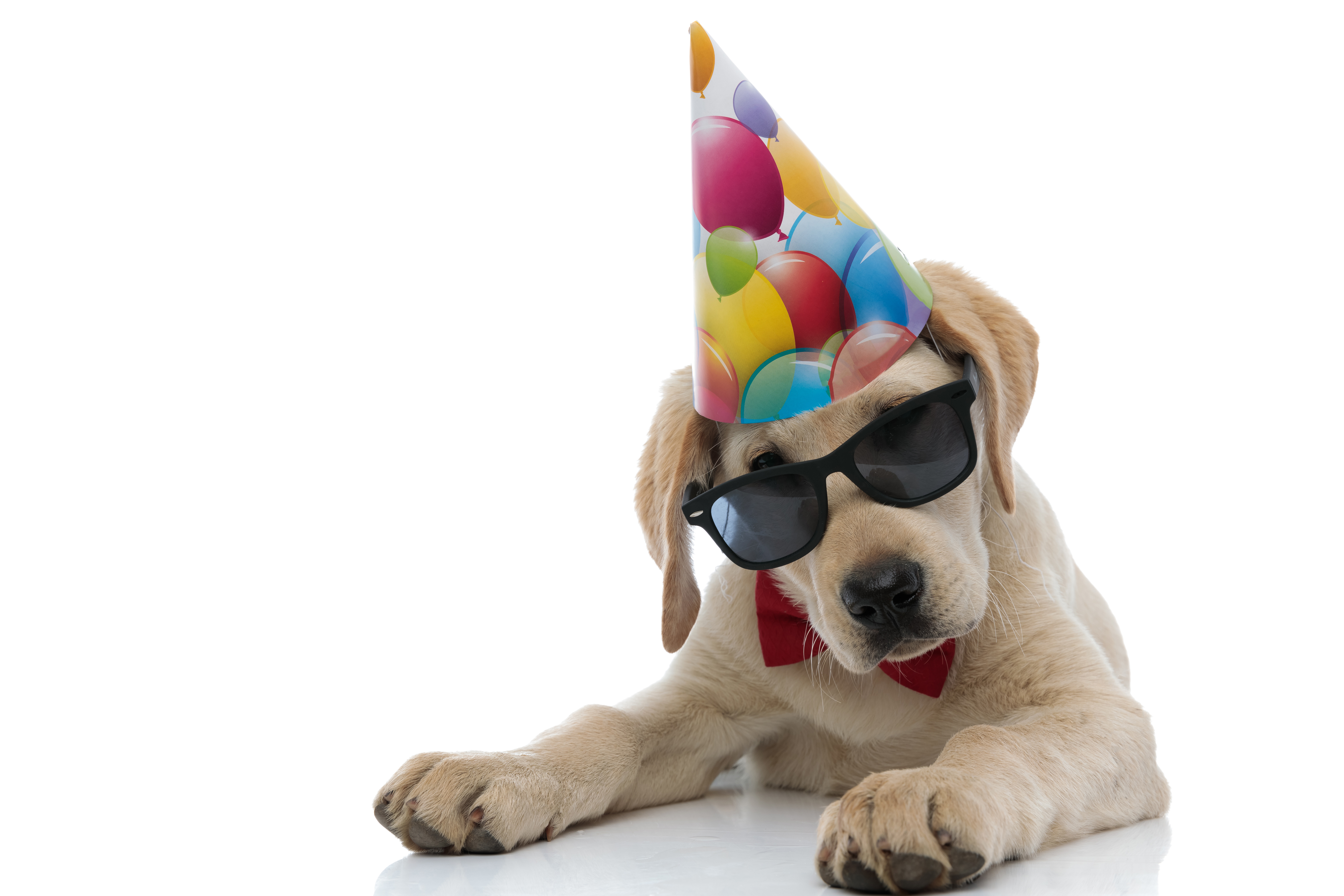 Sadie’s Puppy Shower